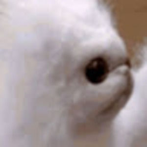 Meet your Posher, Jade